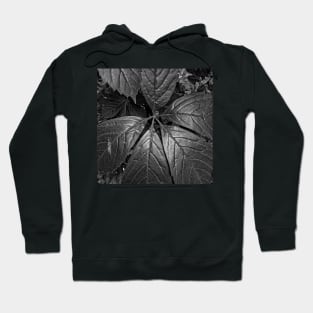 Black and White Big Leaves Hoodie